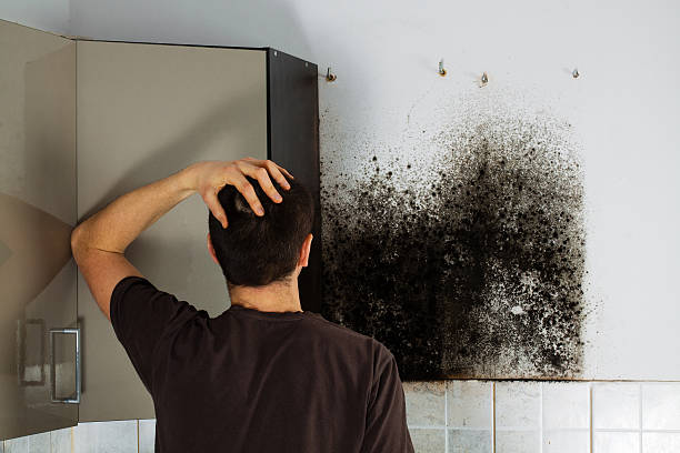 Best Basement Mold Remediation in Combee Settlement, FL